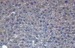 VEGF Antibody in Immunohistochemistry (Paraffin) (IHC (P))