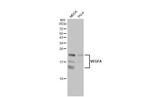 VEGF Antibody in Western Blot (WB)