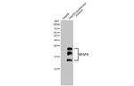 VEGF Antibody in Western Blot (WB)