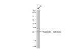 Calbindin/Calretinin Antibody in Western Blot (WB)