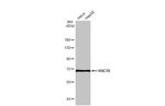 HSC70 Antibody in Western Blot (WB)