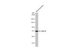 HSC70 Antibody in Western Blot (WB)