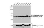 HSC70 Antibody in Western Blot (WB)