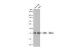 MAP2K4 Antibody in Western Blot (WB)