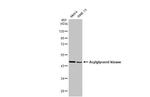 AGK Antibody in Western Blot (WB)