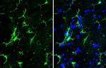 IBA1 Antibody in Immunohistochemistry (Frozen) (IHC (F))