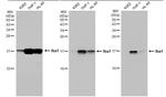 IBA1 Antibody in Western Blot (WB)