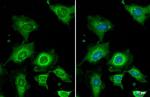 WNT4 Antibody in Immunocytochemistry (ICC/IF)