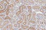 WNT4 Antibody in Immunohistochemistry (Paraffin) (IHC (P))