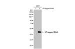 WNT4 Antibody in Western Blot (WB)