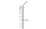 WNT4 Antibody in Western Blot (WB)