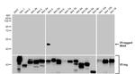 WNT4 Antibody in Western Blot (WB)