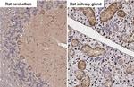 WNT3A Antibody in Immunohistochemistry (Paraffin) (IHC (P))