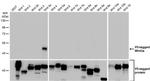 WNT3A Antibody in Western Blot (WB)