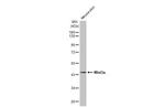 WNT3A Antibody in Western Blot (WB)