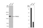 YTHDC2 Antibody in Western Blot (WB)