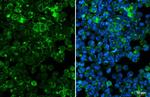 CD97 Antibody in Immunocytochemistry (ICC/IF)