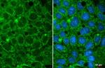 GPD1 Antibody in Immunocytochemistry (ICC/IF)