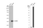 GPD1 Antibody in Western Blot (WB)