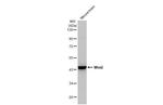 WNT2 Antibody in Western Blot (WB)