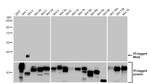 WNT2 Antibody in Western Blot (WB)