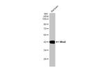 WNT2 Antibody in Western Blot (WB)