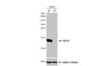 ISG15 Antibody in Western Blot (WB)