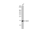 ISG15 Antibody in Western Blot (WB)