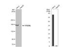 PODXL Antibody in Western Blot (WB)