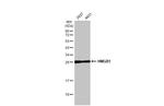 HMGB1 Antibody in Western Blot (WB)