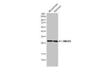 HMGB1 Antibody in Western Blot (WB)