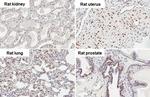 HMGB1 Antibody in Immunohistochemistry (Paraffin) (IHC (P))