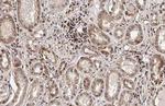 HMGB1 Antibody in Immunohistochemistry (Paraffin) (IHC (P))