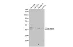 ALKBH5 Antibody in Western Blot (WB)