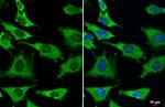 GAPDH Antibody in Immunocytochemistry (ICC/IF)