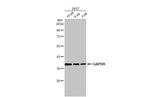 GAPDH Antibody in Western Blot (WB)