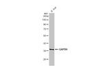 GAPDH Antibody in Western Blot (WB)