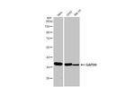 GAPDH Antibody in Western Blot (WB)