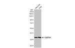 GAPDH Antibody in Western Blot (WB)