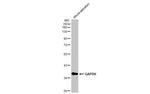 GAPDH Antibody in Western Blot (WB)