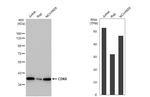 CDK6 Antibody in Western Blot (WB)