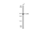 LRP4 Antibody in Western Blot (WB)