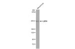 LRP4 Antibody in Western Blot (WB)