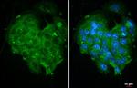 SHP-1 Antibody in Immunocytochemistry (ICC/IF)