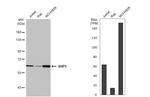 SHP-1 Antibody in Western Blot (WB)