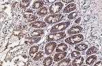 OAT Antibody in Immunohistochemistry (Paraffin) (IHC (P))