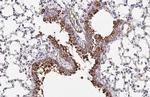 OAT Antibody in Immunohistochemistry (Paraffin) (IHC (P))