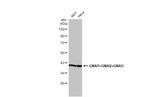 GNAI1/GNAI2/GNAI3 Antibody in Western Blot (WB)