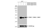 GNAI1/GNAI2/GNAI3 Antibody in Western Blot (WB)