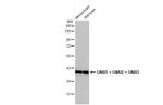 GNAI1/GNAI2/GNAI3 Antibody in Western Blot (WB)